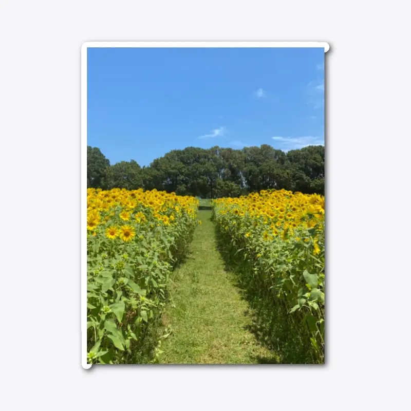 Sunflower Fields 