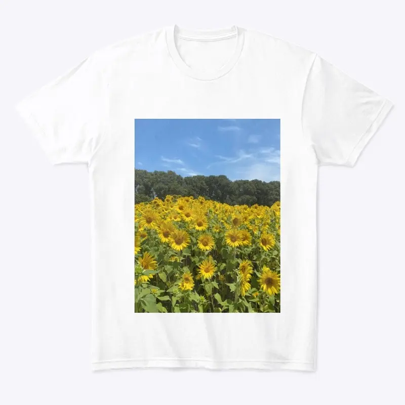 Summer Day among Australian Sunflowers 